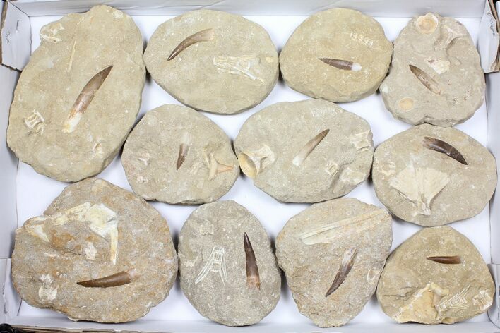 Flat: Real Fossil Plesiosaur Teeth In Matrix - Pieces #98241